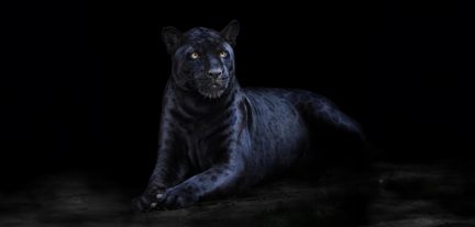Panthère noire au pelage noir tacheté et fourrure veloutée, yeux jaunes brillants, allongée avec les pattes croisées, vue de trois quarts avant dans une lumière sombre